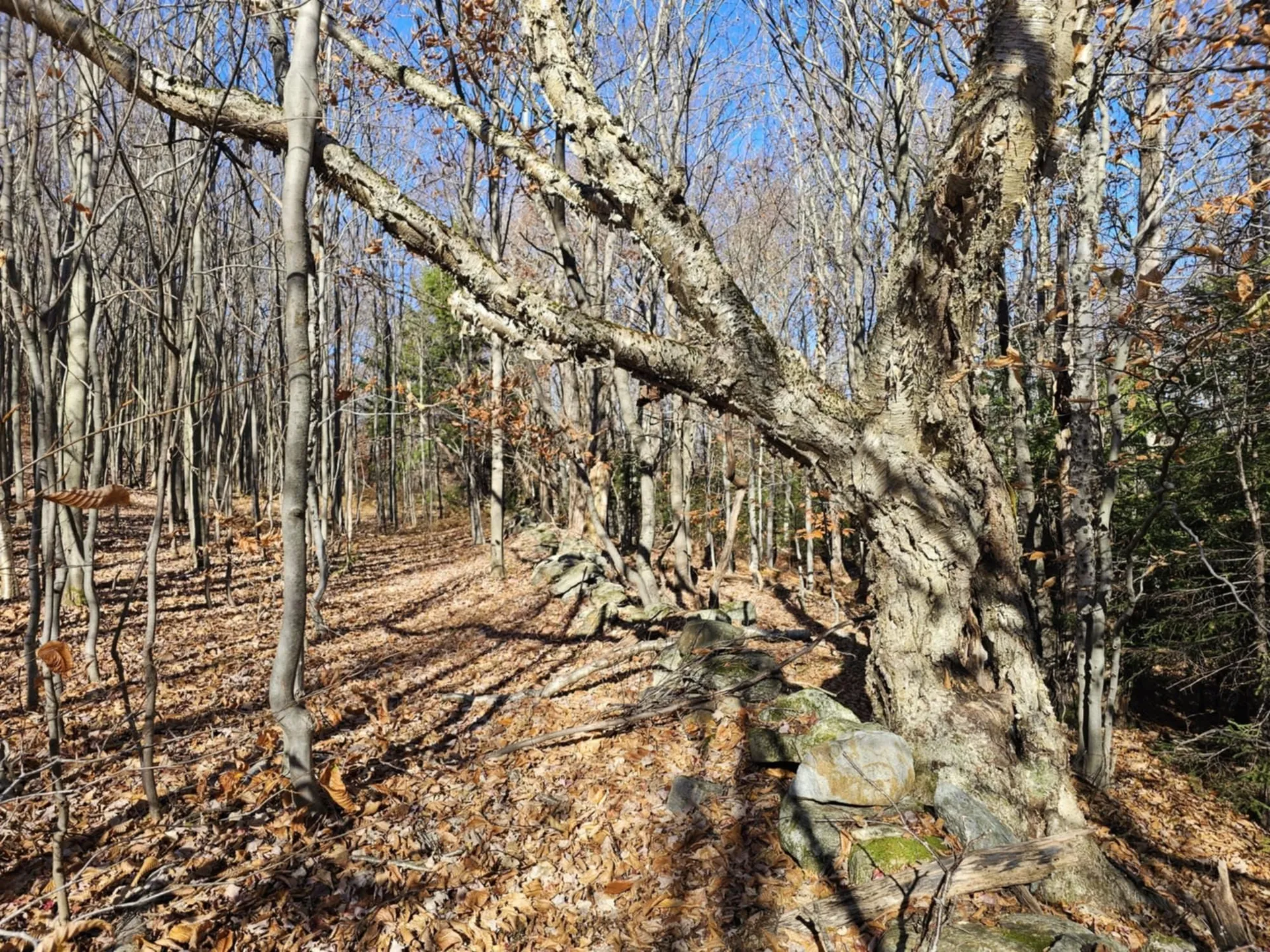 194 Route 8 Searsburg VT 05363