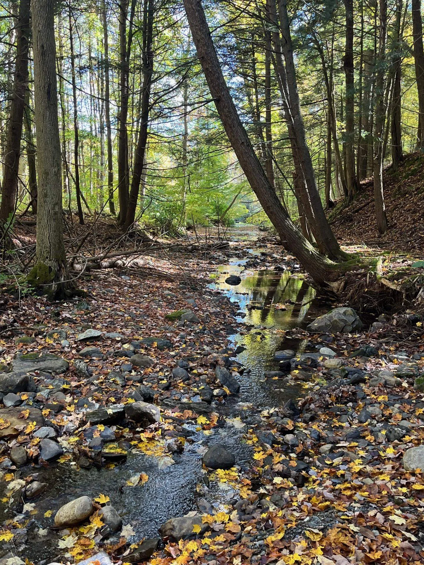 1154 High Pond Road Brandon VT 05733