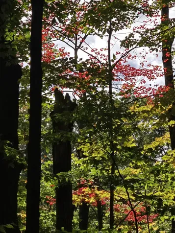 0 Mason Hill Road North Pownal VT 05261-0233