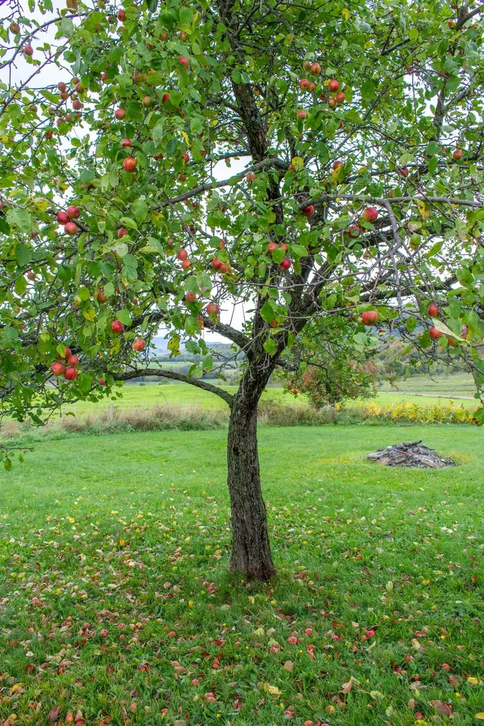 3846 Bear Mountain Road Newport Town VT 05857