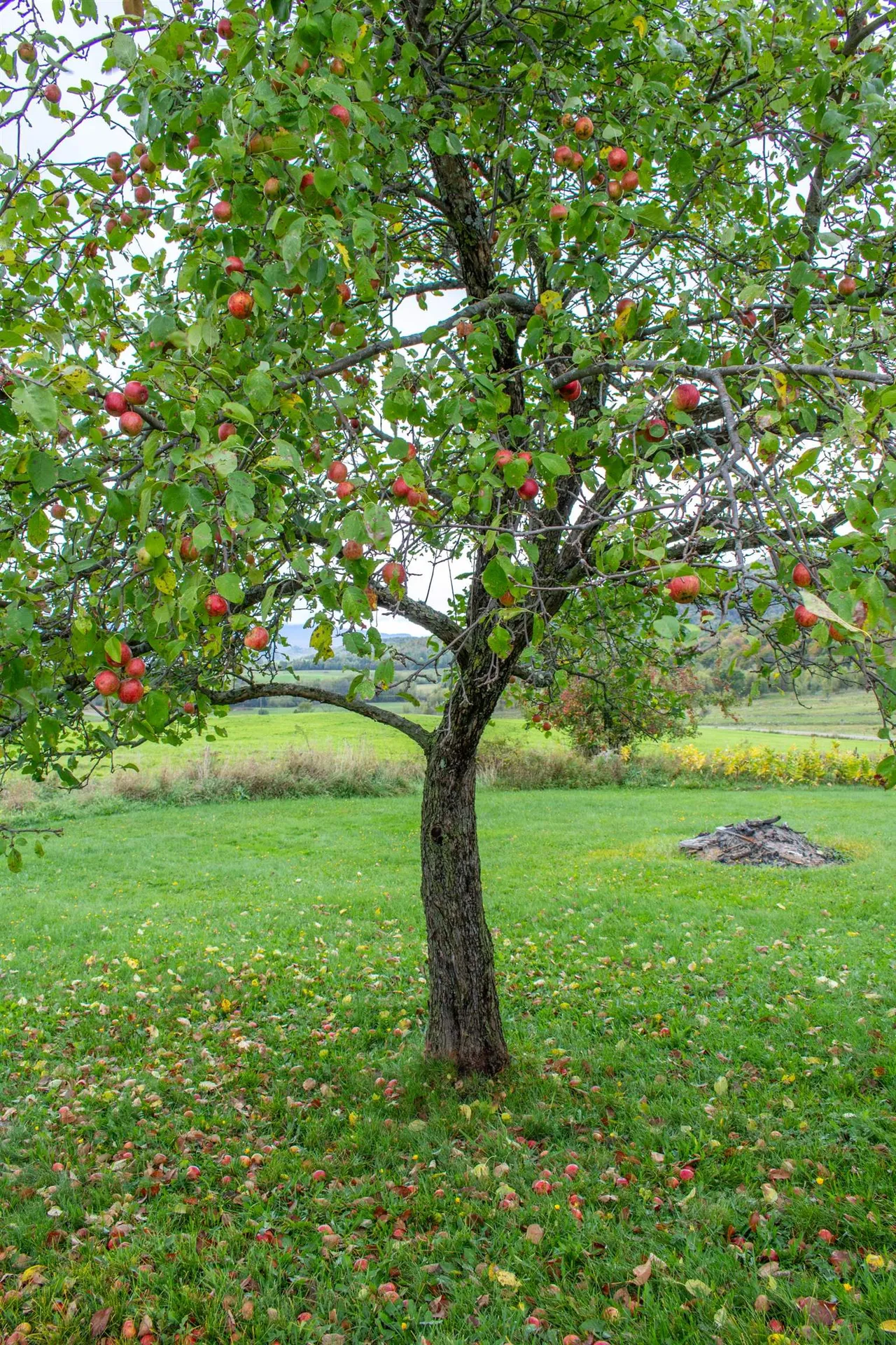 3846 Bear Mountain Road Newport Town VT 05857