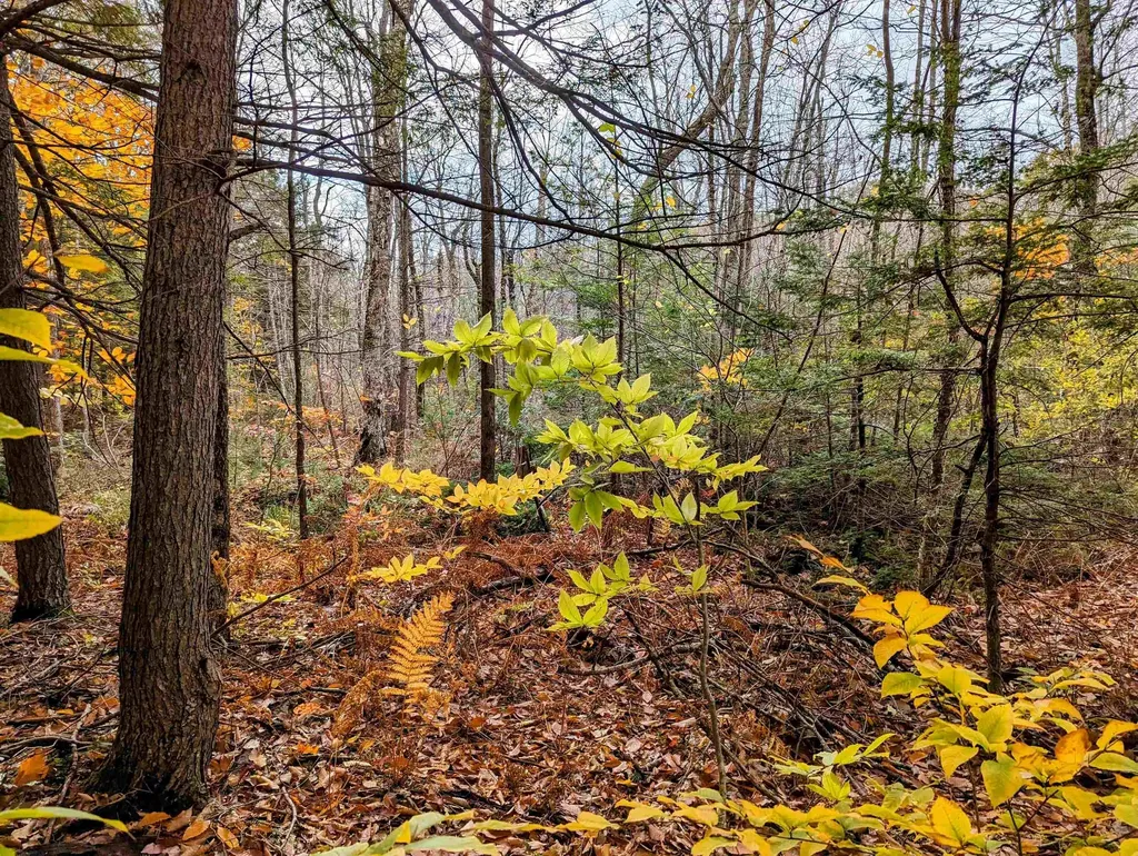 Nicola Road Middleton NH 03887