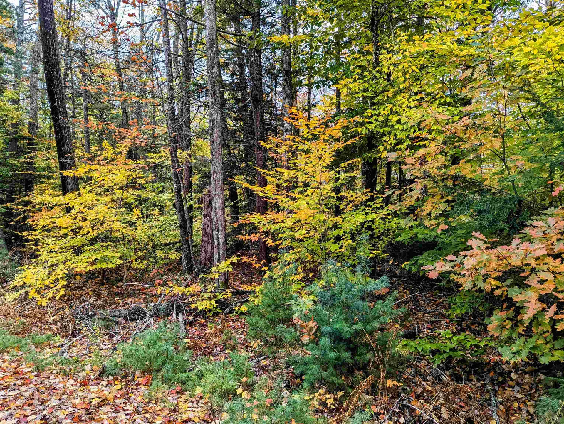 Nicola Road Middleton NH 03887