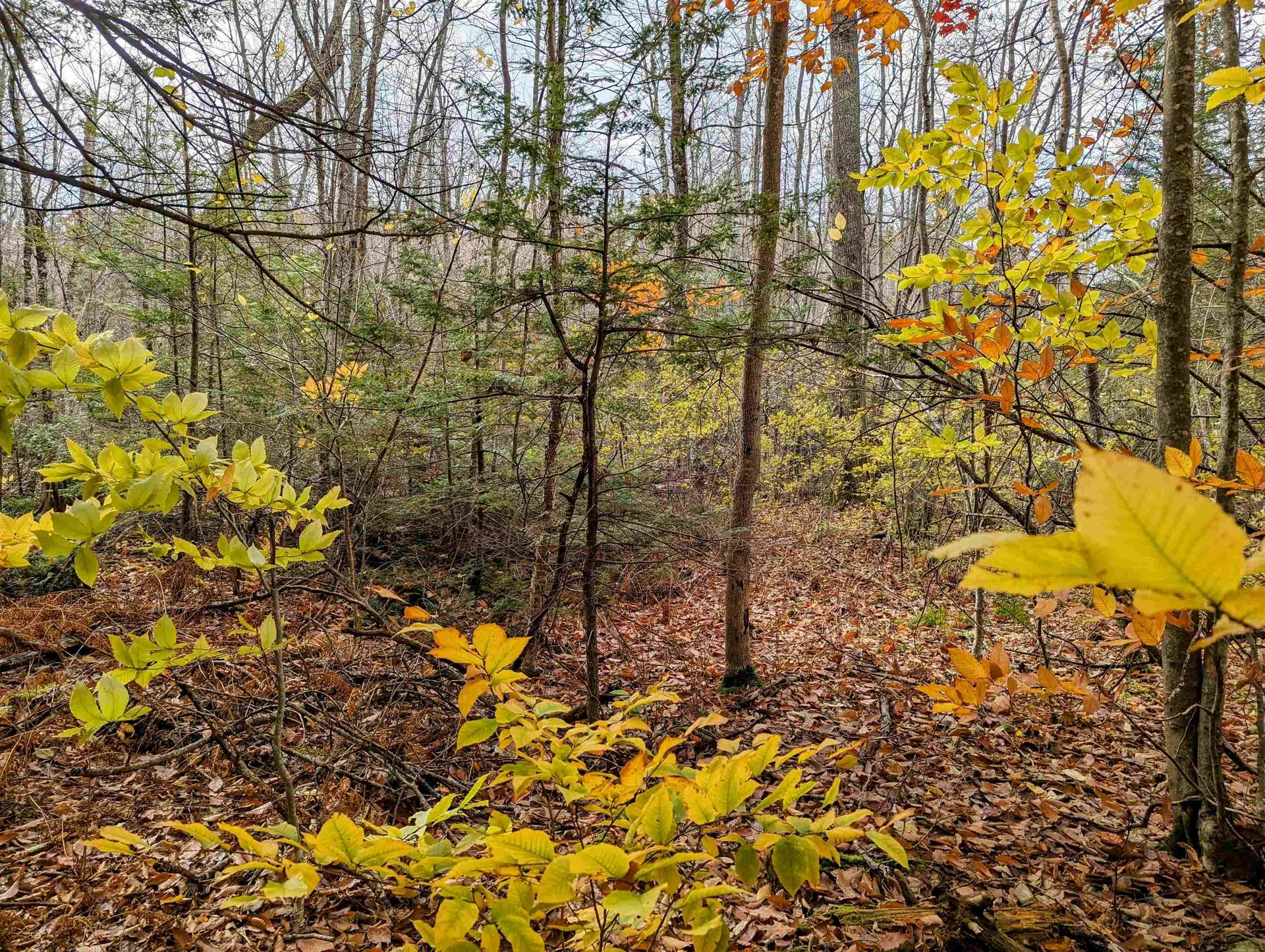 Nicola Road Middleton NH 03887