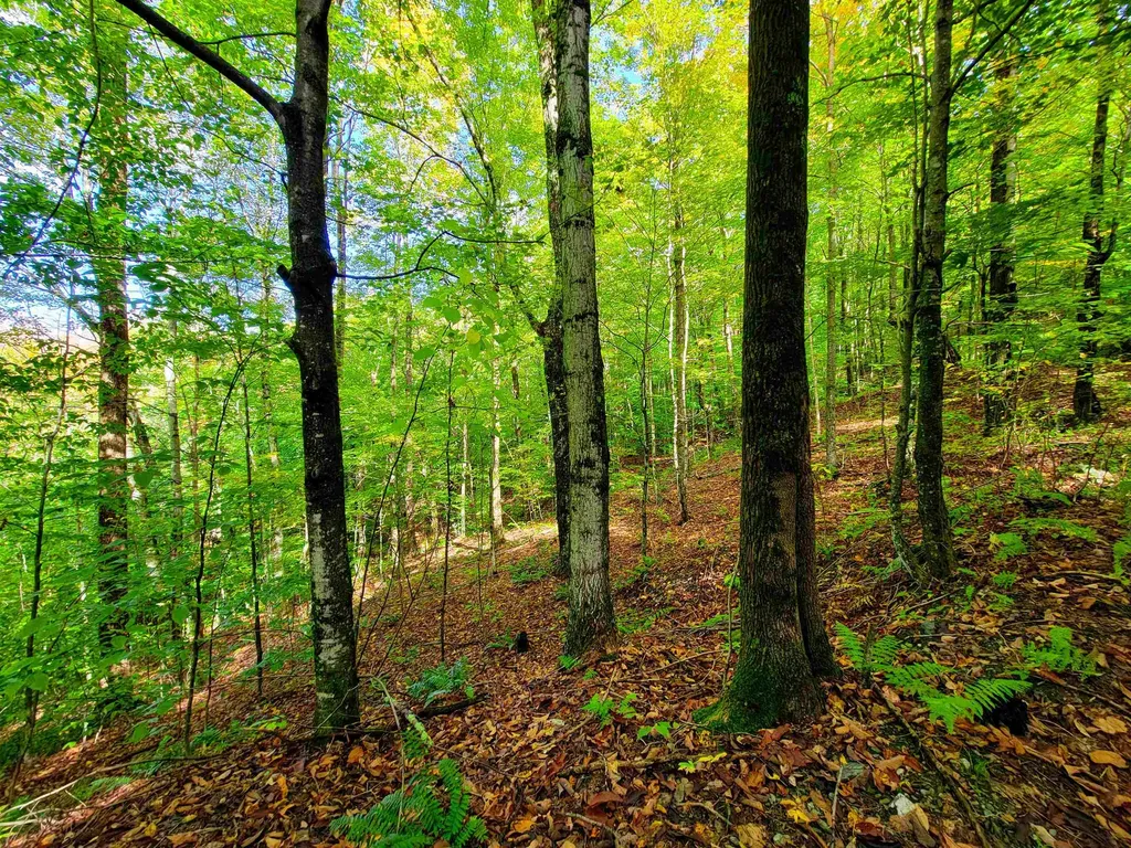 1000 Bear Mountain Camp Road Rupert VT 05776