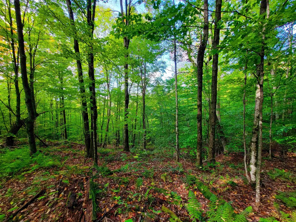 1000 Bear Mountain Camp Road Rupert VT 05776