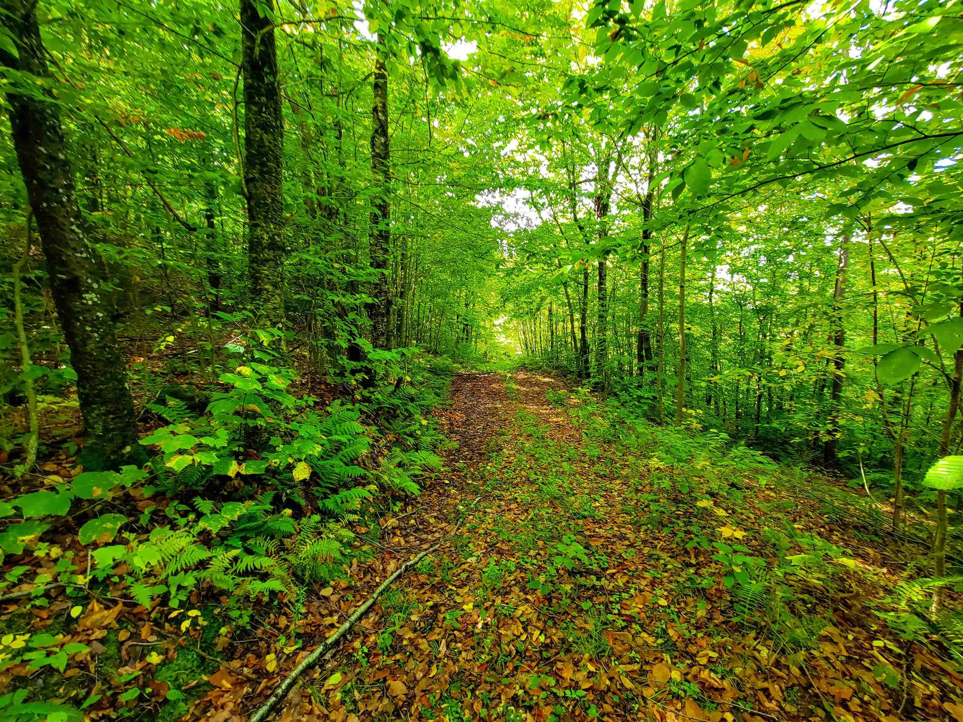 1000 Bear Mountain Camp Road Rupert VT 05776