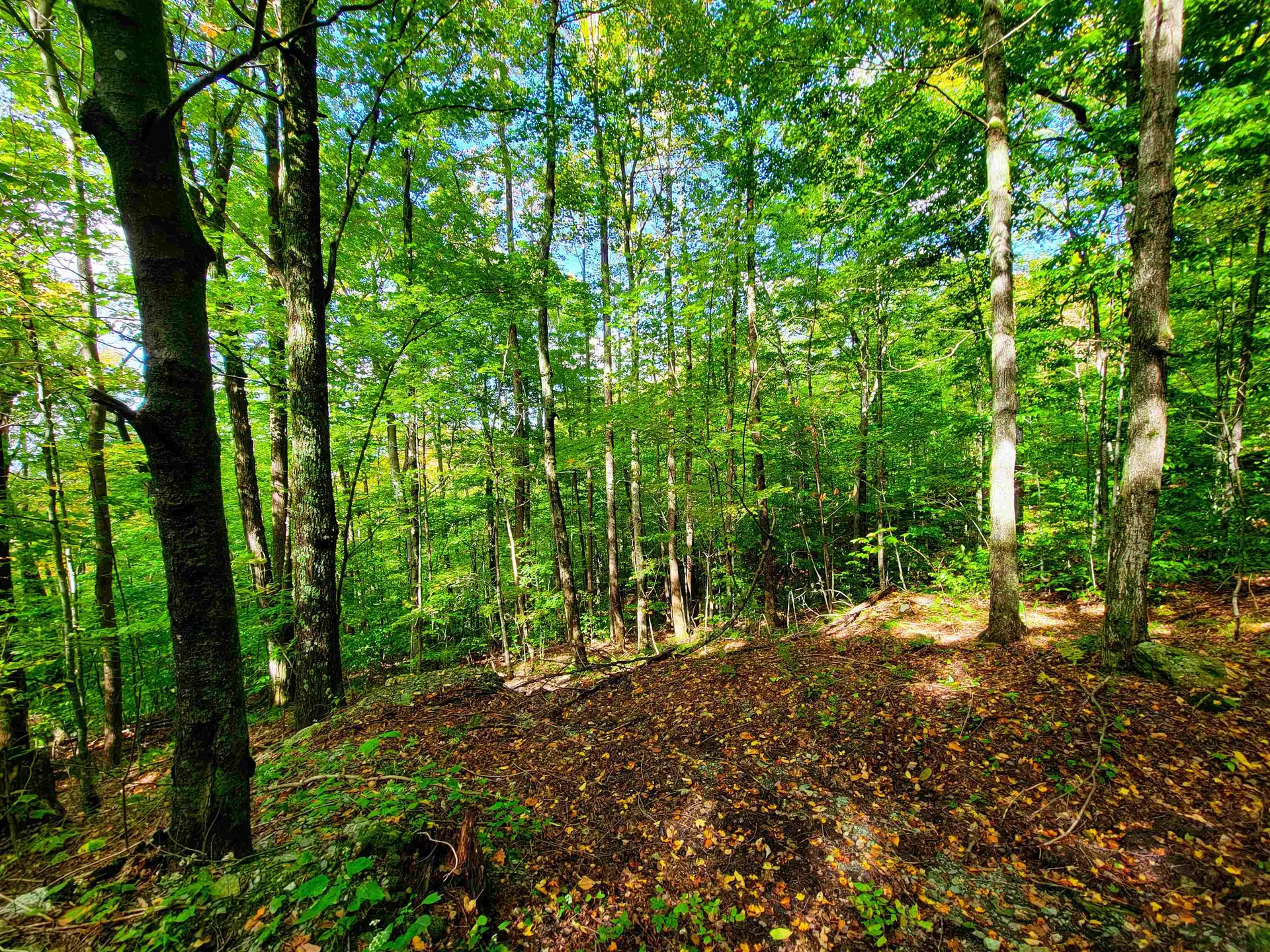 1000 Bear Mountain Camp Road Rupert VT 05776