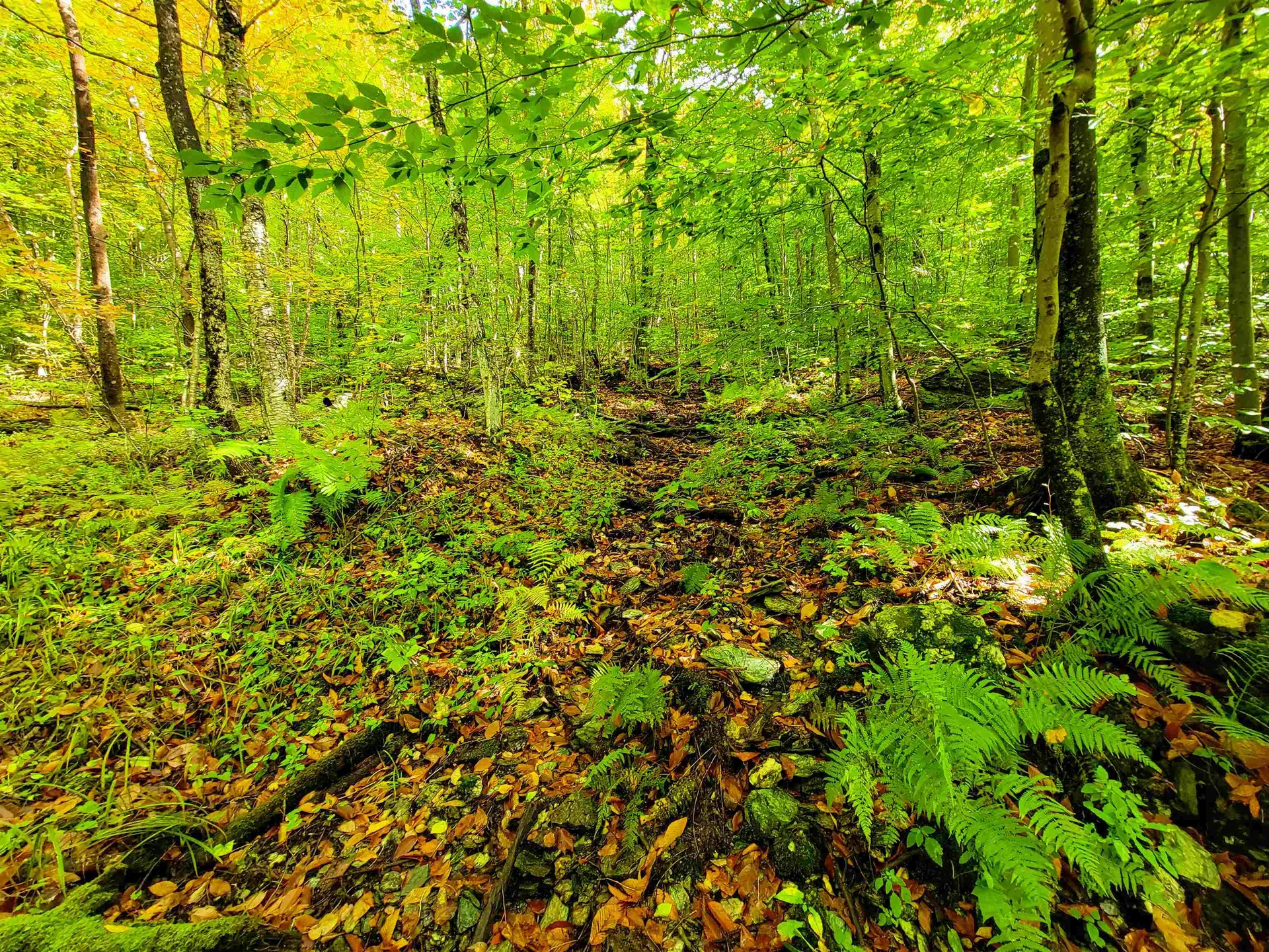 1000 Bear Mountain Camp Road Rupert VT 05776