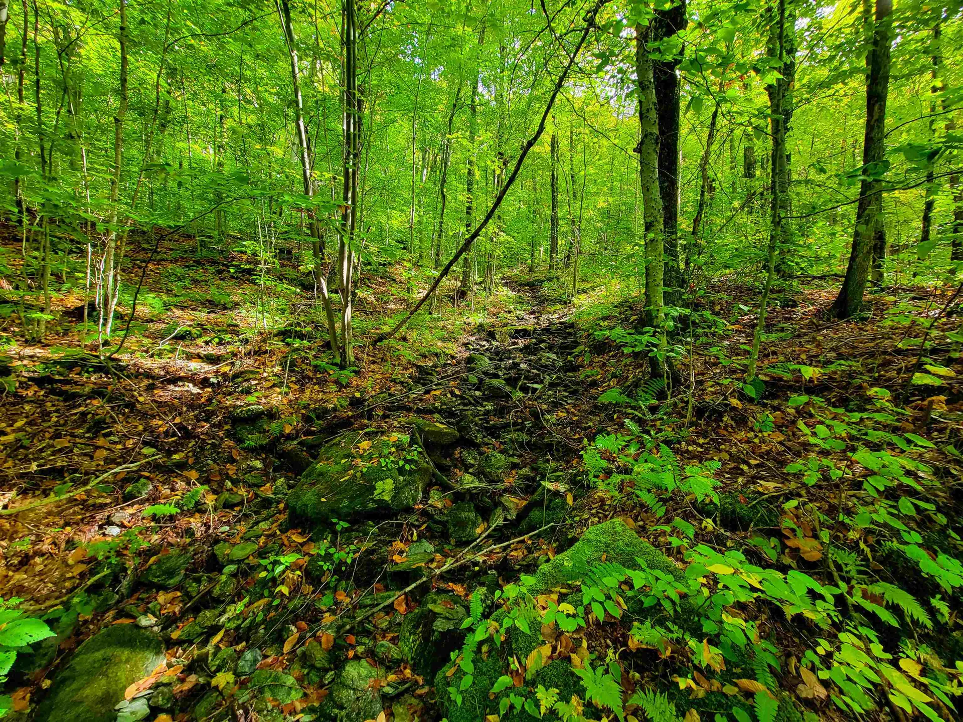 1000 Bear Mountain Camp Road Rupert VT 05776