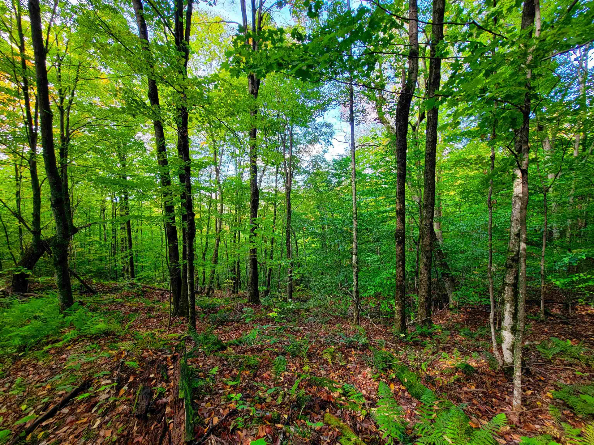 1000 Bear Mountain Camp Road Rupert VT 05776