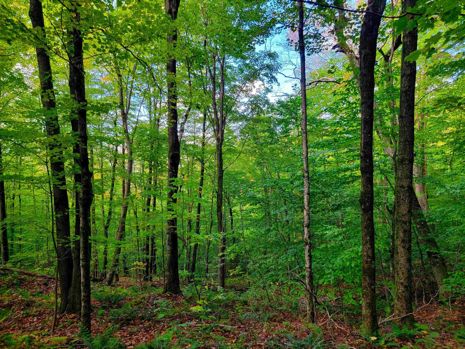 1000 Bear Mountain Camp Road Rupert VT 05776