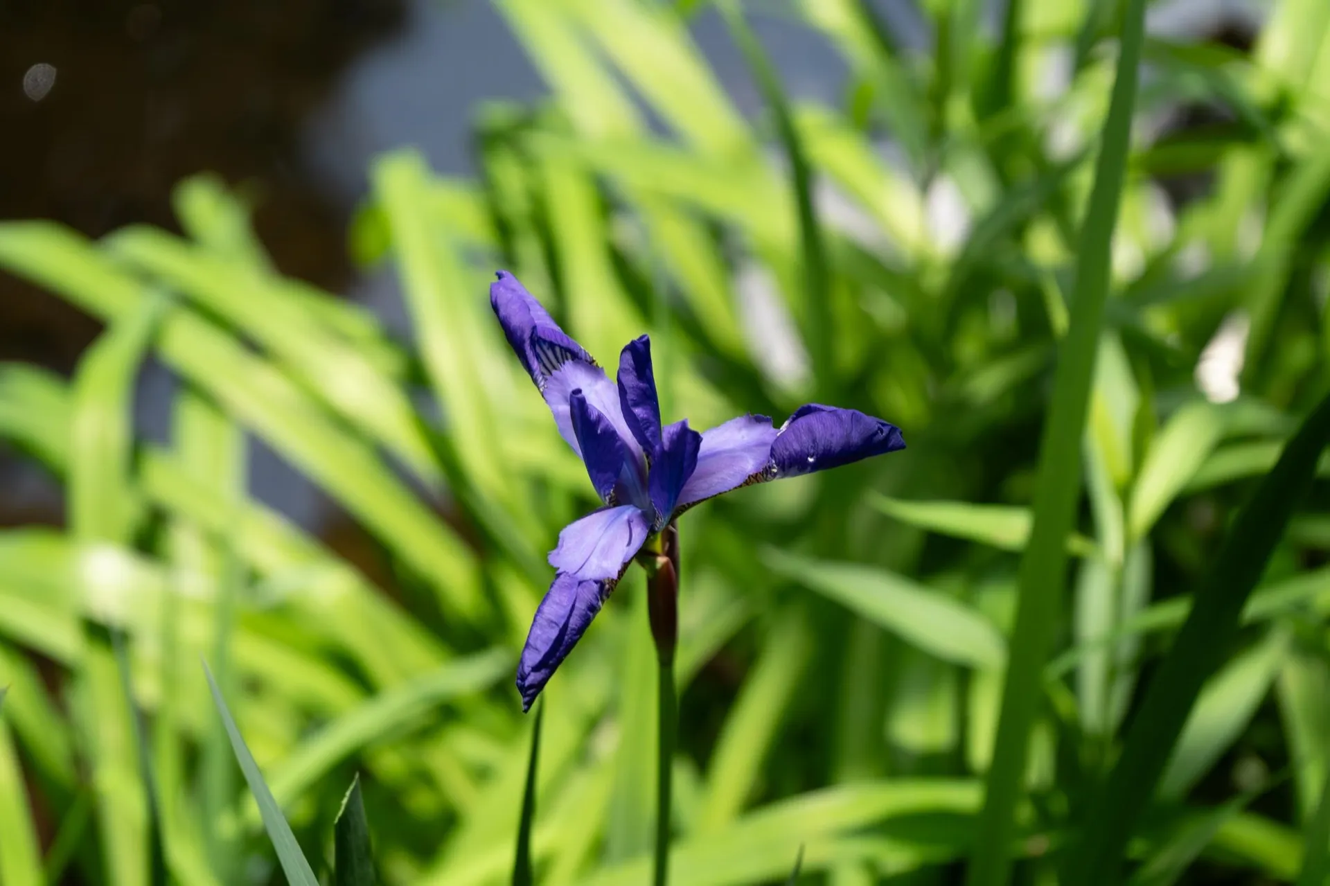 1000 Bear Mountain Camp Road Rupert VT 05776