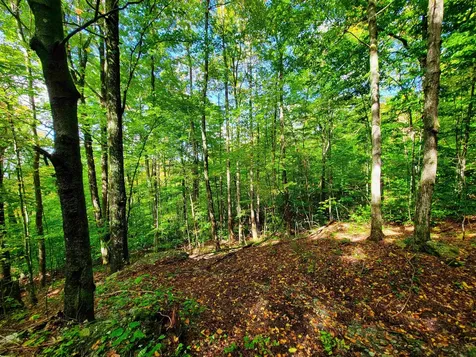 1000 Bear Mountain Camp Road Rupert VT 05776