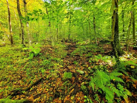 1000 Bear Mountain Camp Road Rupert VT 05776