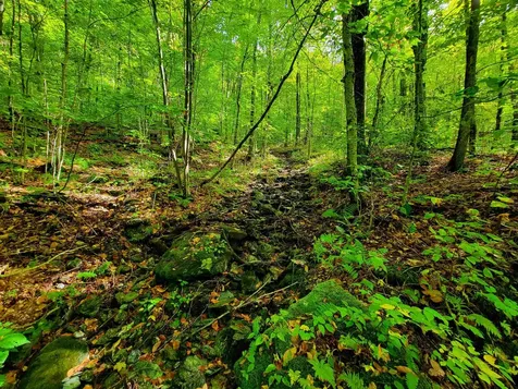 1000 Bear Mountain Camp Road Rupert VT 05776