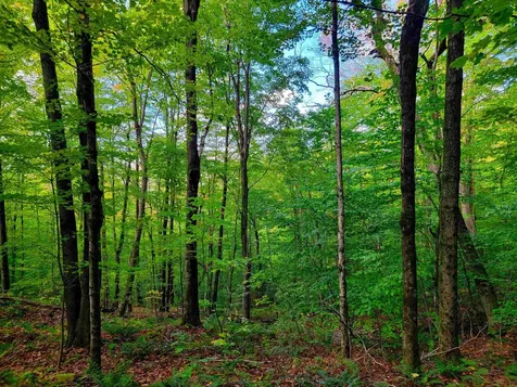 1000 Bear Mountain Camp Road Rupert VT 05776