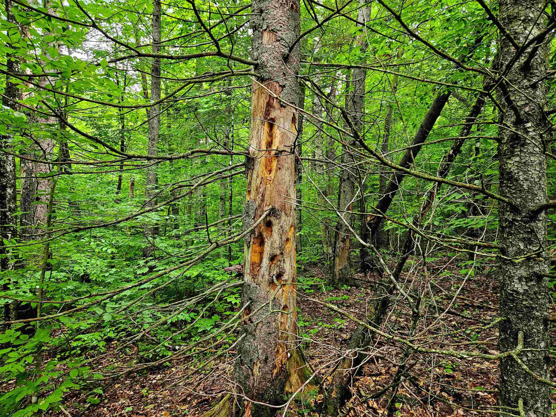 1340 Beaver Brook Road Corinth VT 05039