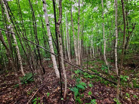 1340 Beaver Brook Road Corinth VT 05039