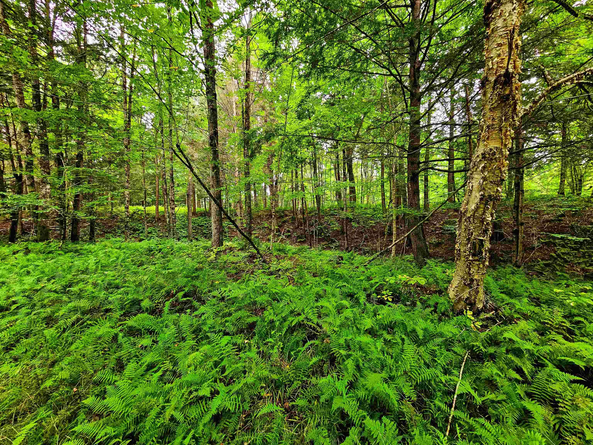 1761 Vt Route 214 East Montpelier VT 05667