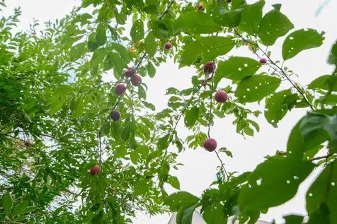 20 Chubb Hill Road Cavendish VT 05142