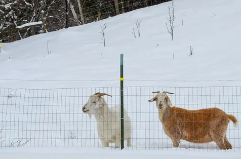 20 Chubb Hill Road Cavendish VT 05142