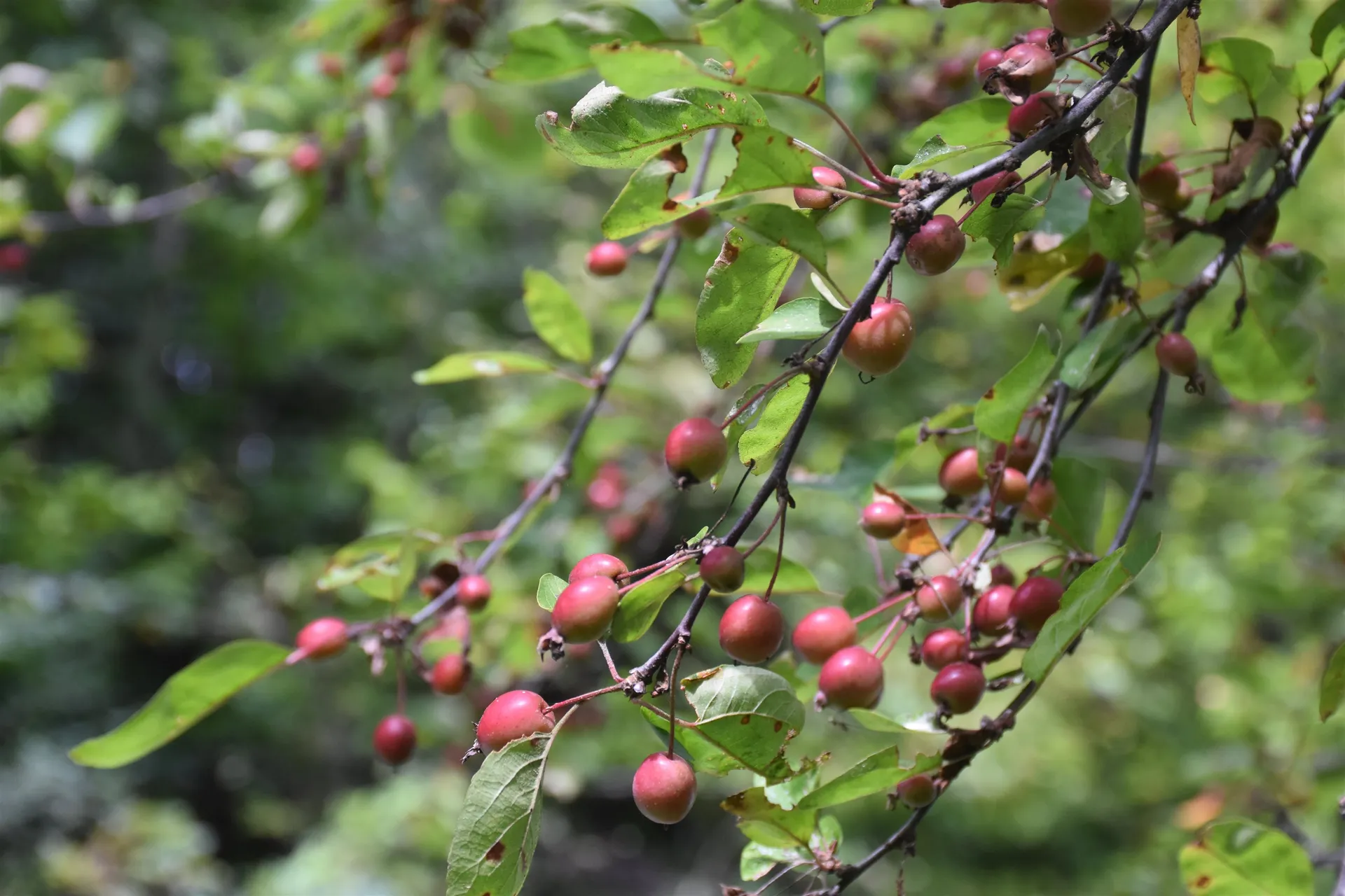 1741 Chandler Road Berlin VT 05663-6567