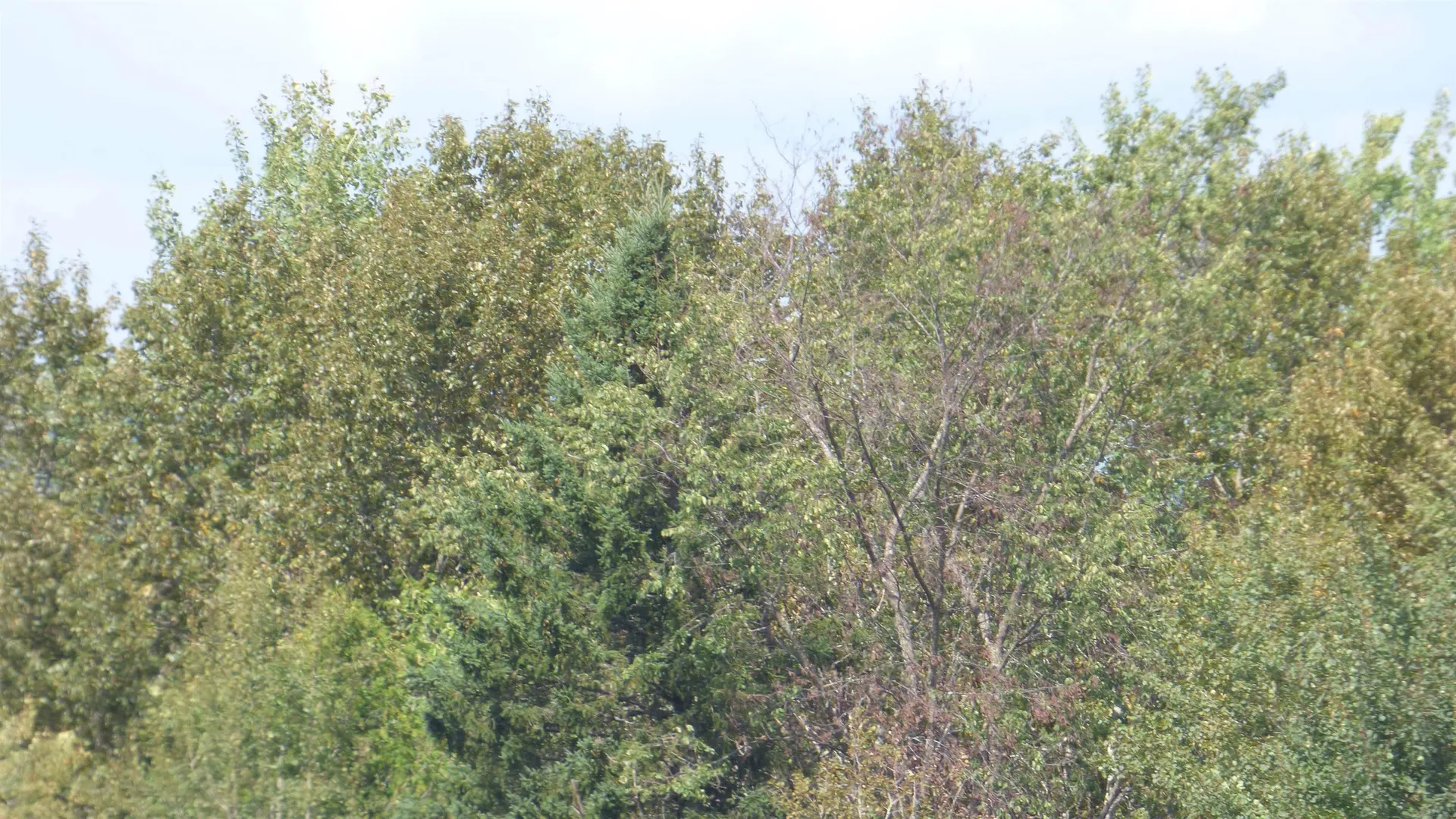 0 Bushey Hill Derby VT 05829