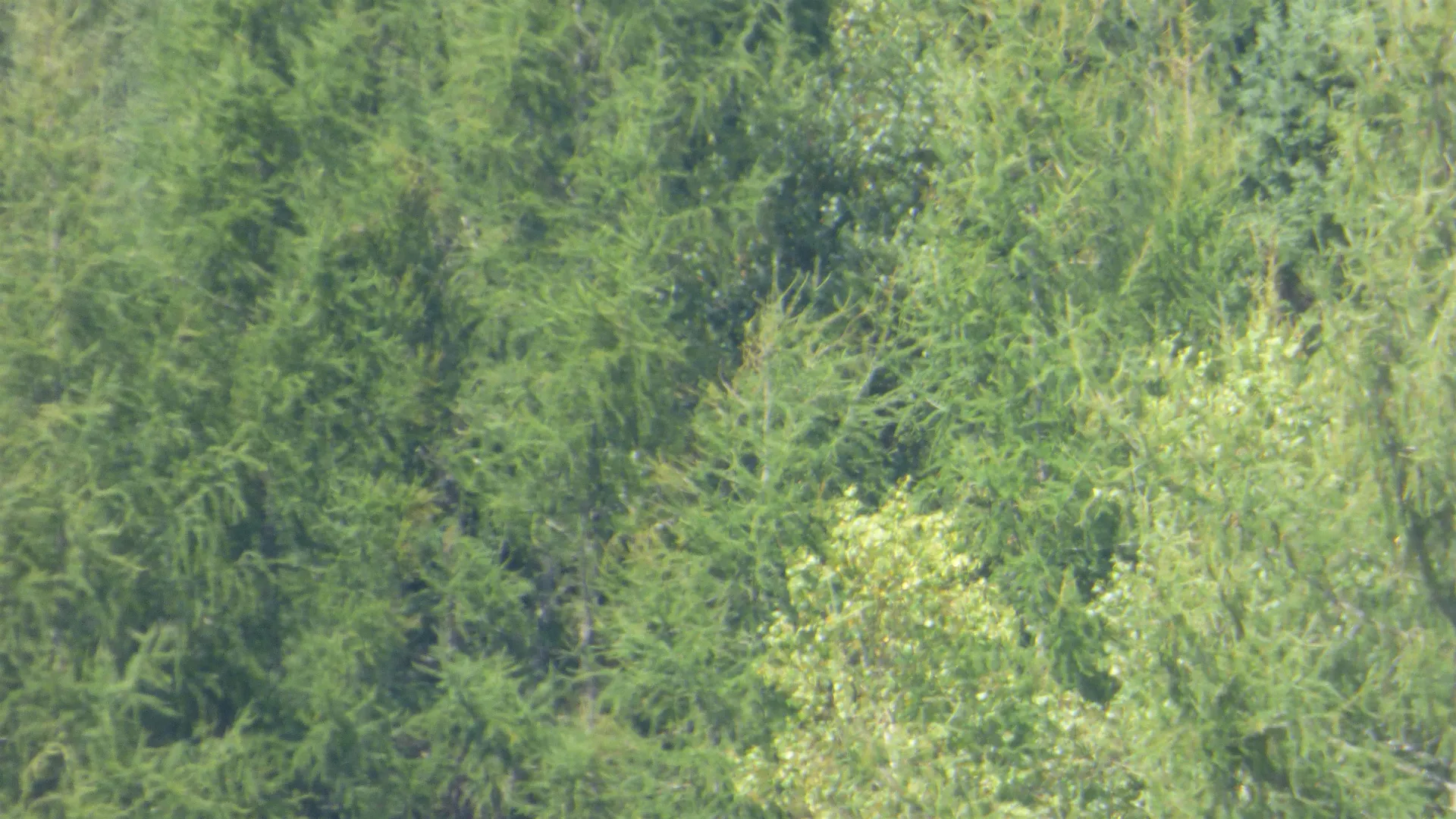 0 Bushey Hill Derby VT 05829