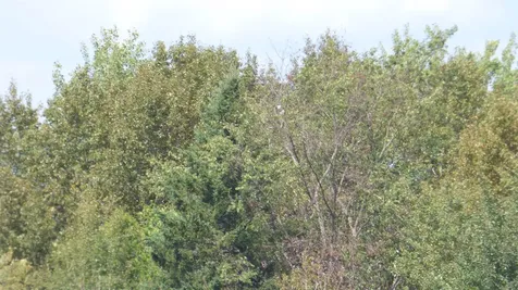 0 Bushey Hill Derby VT 05829