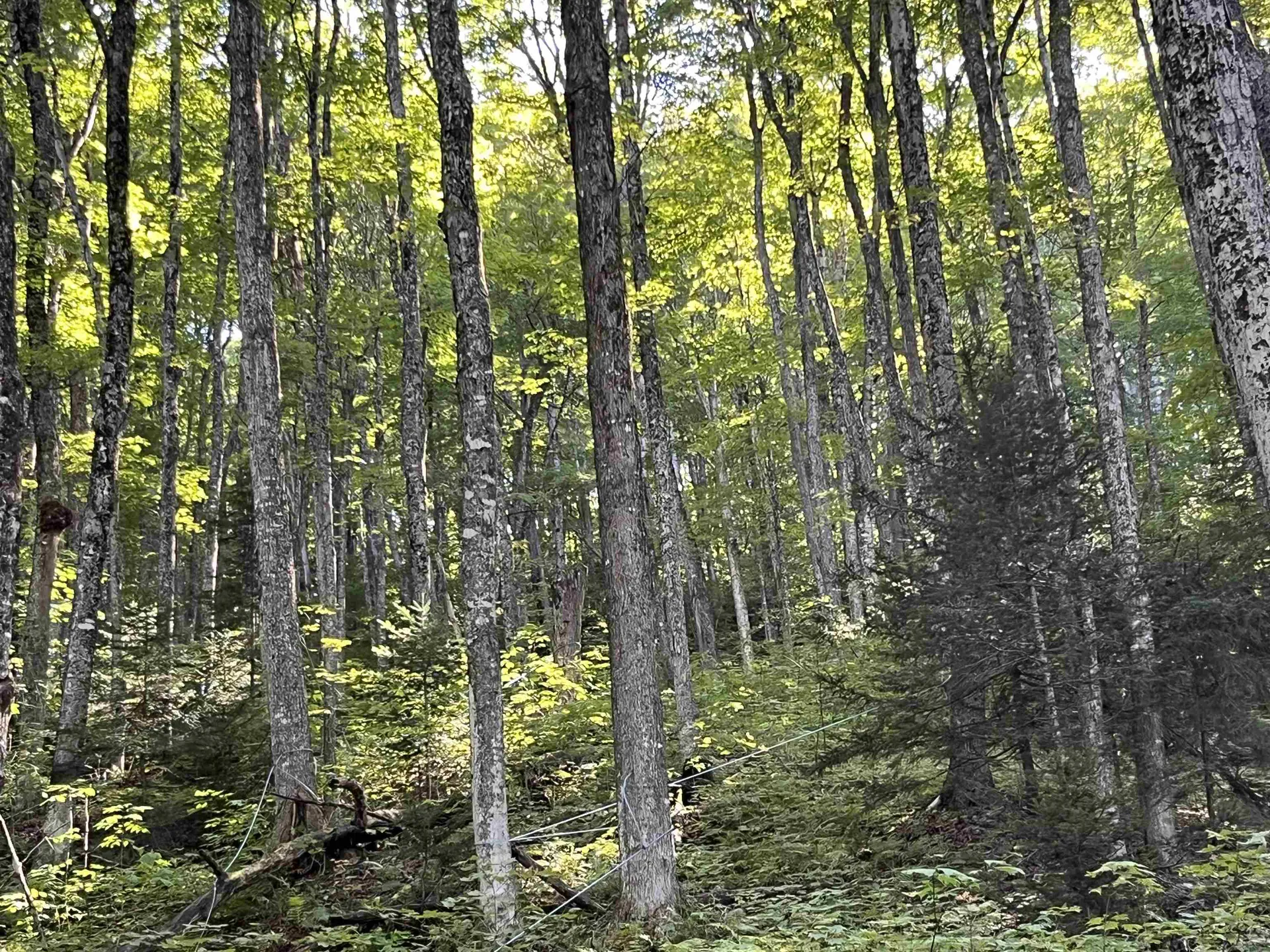 00 Dexter Mountain Road Glover VT 05875