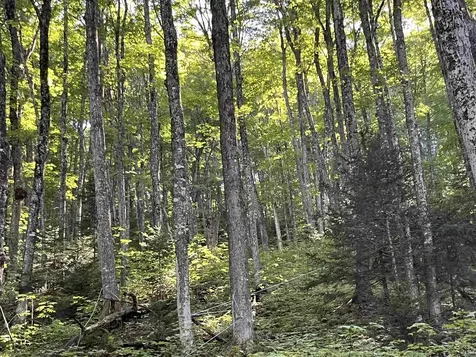 00 Dexter Mountain Road Glover VT 05875