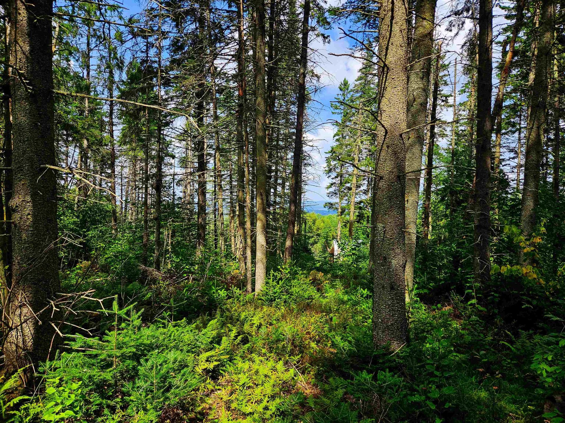 1746 Urban Farm Way Cabot VT 05647