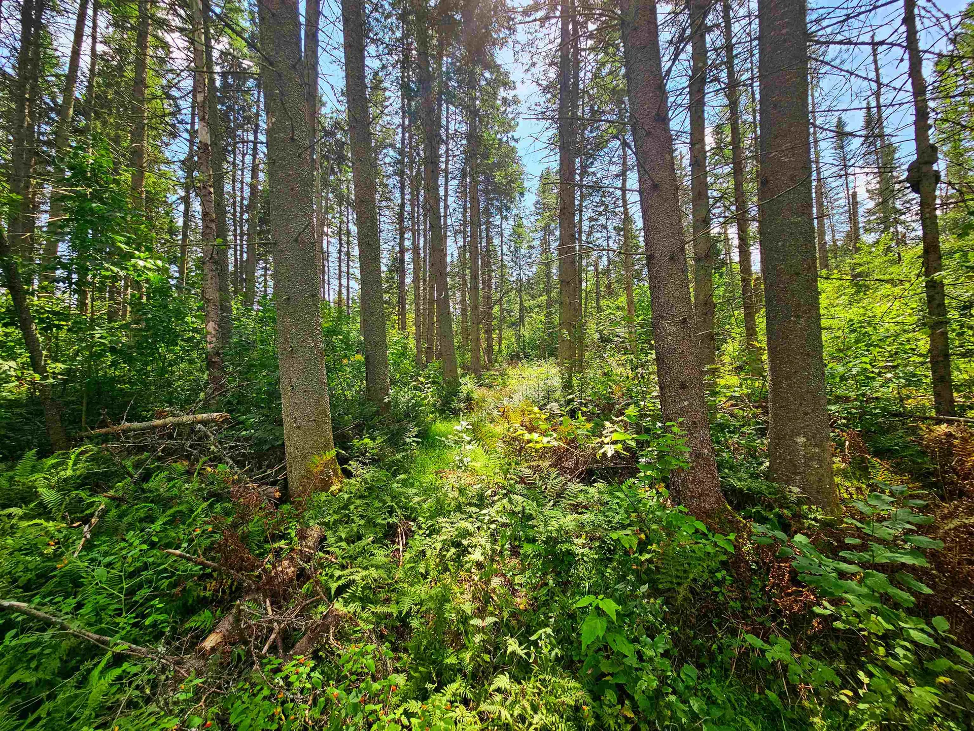 1746 Urban Farm Way Cabot VT 05647