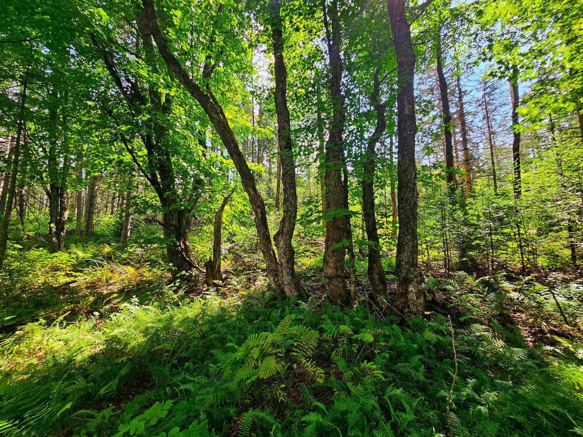 1746 Urban Farm Way Cabot VT 05647