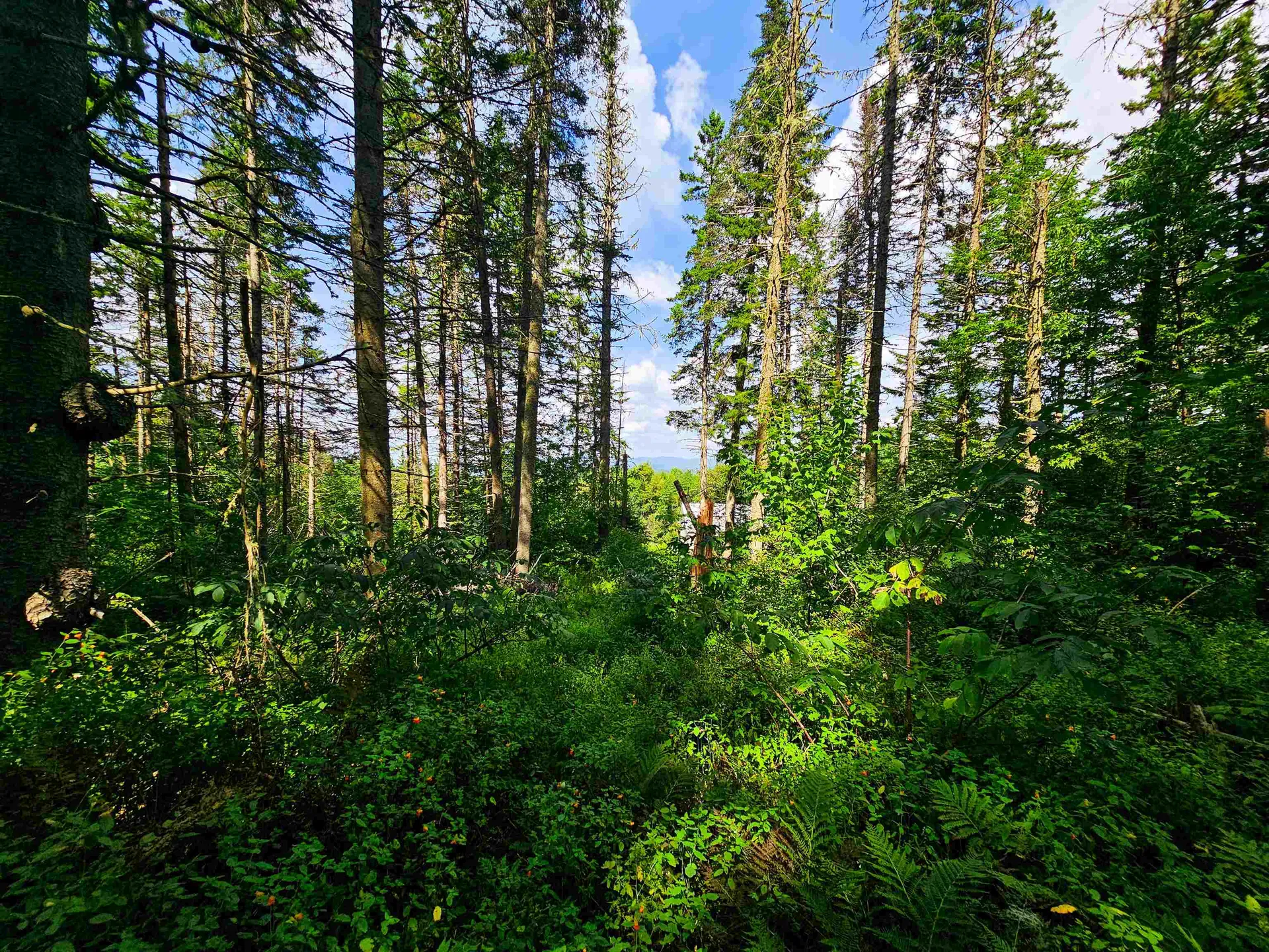 1746 Urban Farm Way Cabot VT 05647