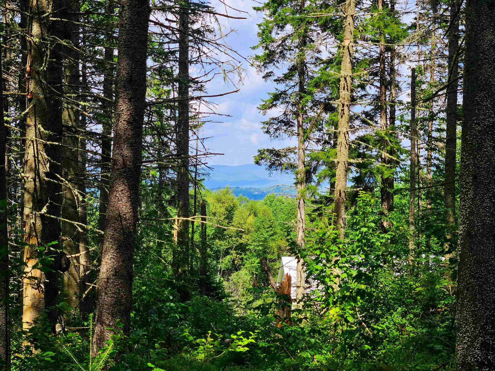 1746 Urban Farm Way Cabot VT 05647