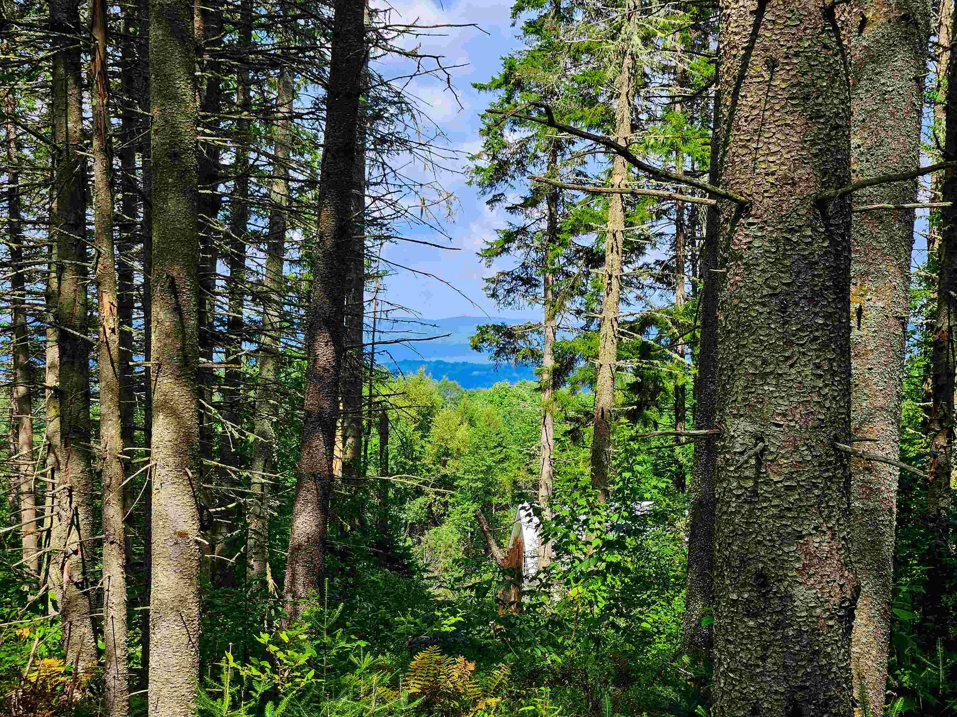 1746 Urban Farm Way Cabot VT 05647