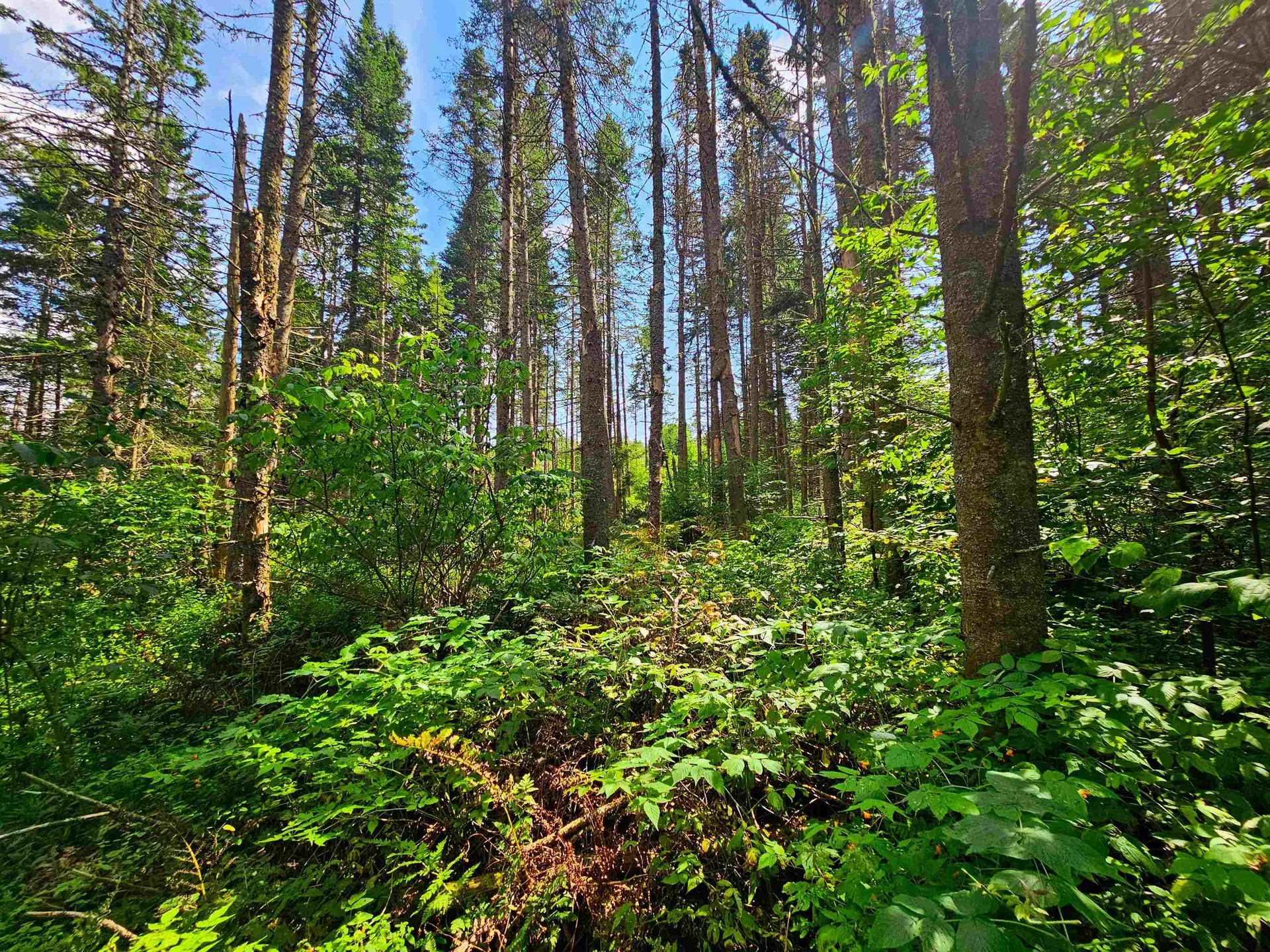 1746 Urban Farm Way Cabot VT 05647