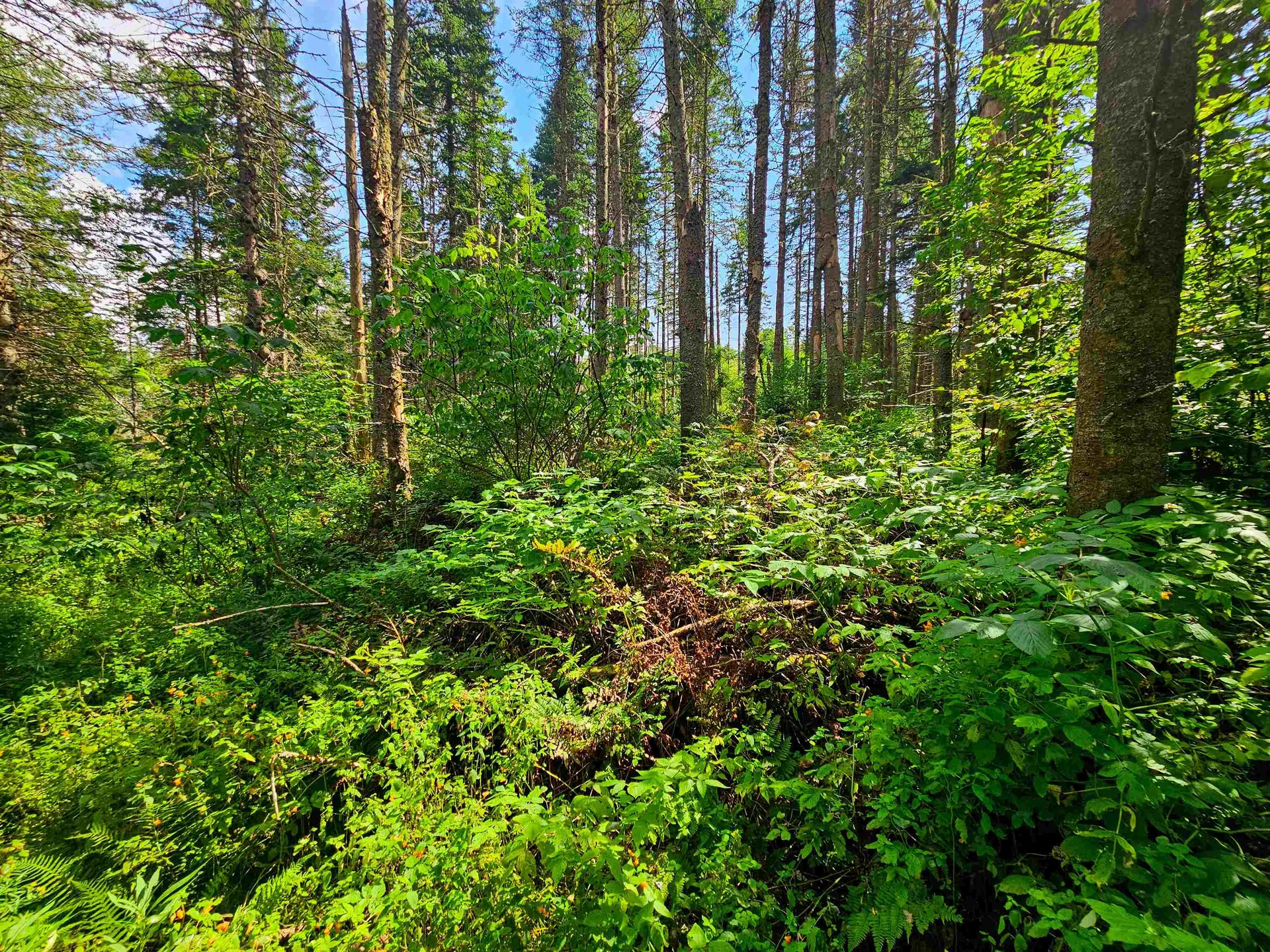 1746 Urban Farm Way Cabot VT 05647