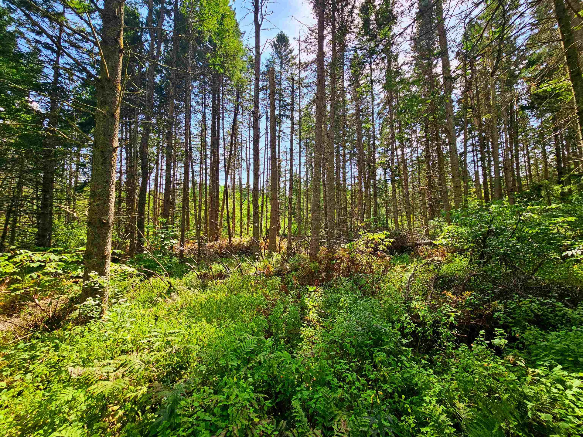 1746 Urban Farm Way Cabot VT 05647