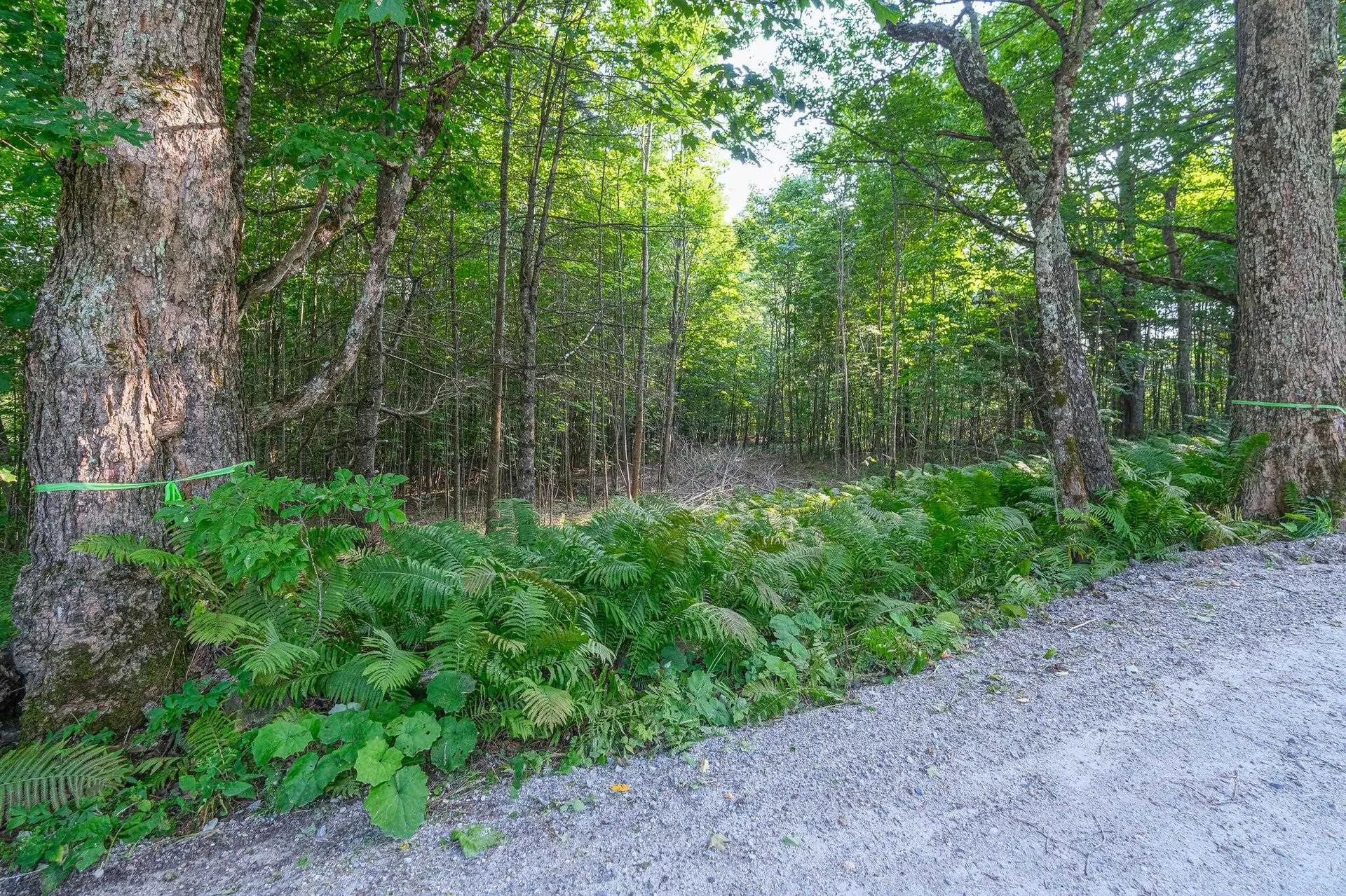 0 Tiffany Road Mount Holly VT 05730