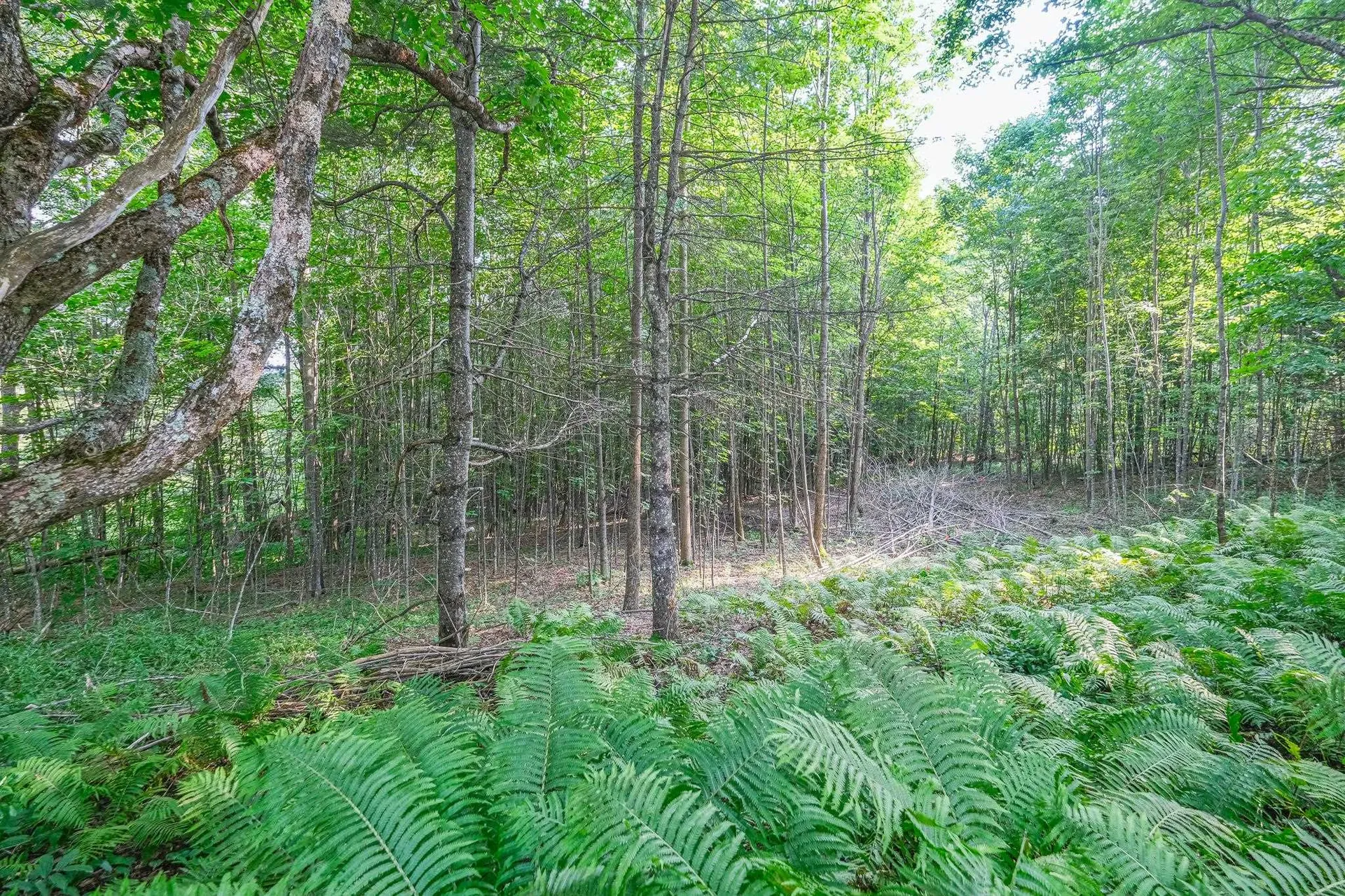 0 Tiffany Road Mount Holly VT 05730