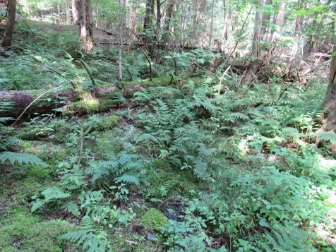 Highland Avenue Troy VT 05868