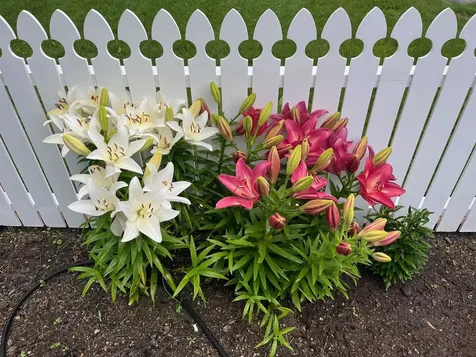 43 Sachem Drive Moultonborough NH 03254