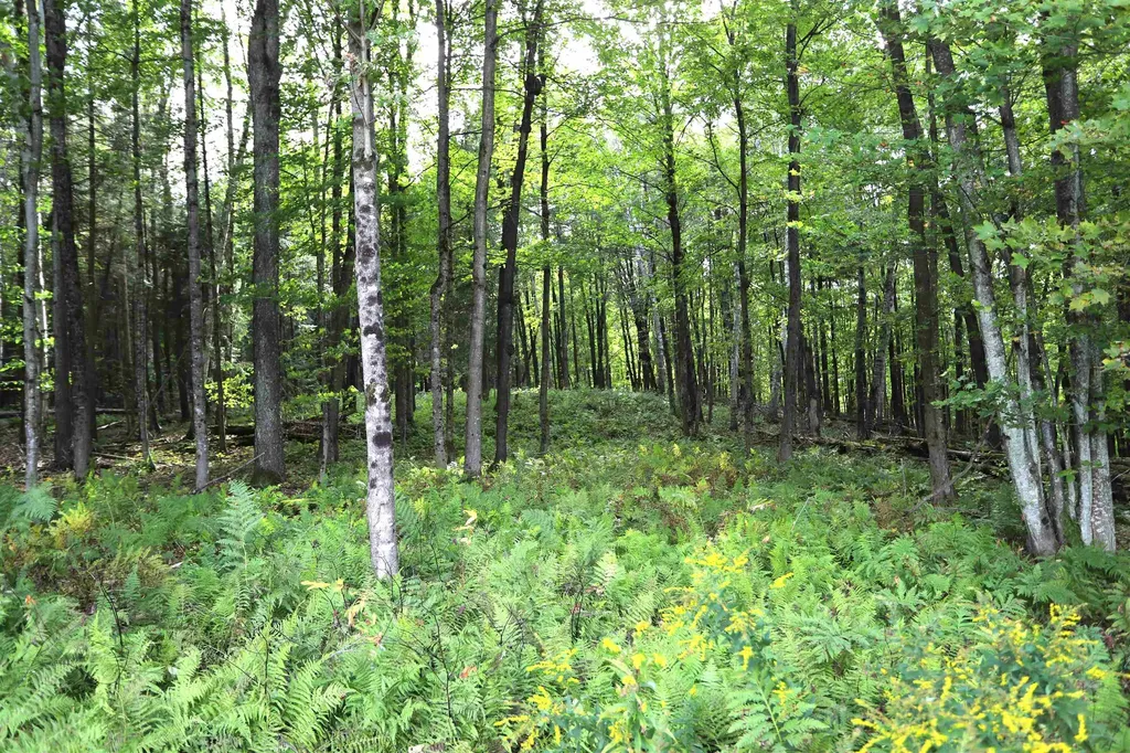 0 Hayward Hollow Morgan VT 05853