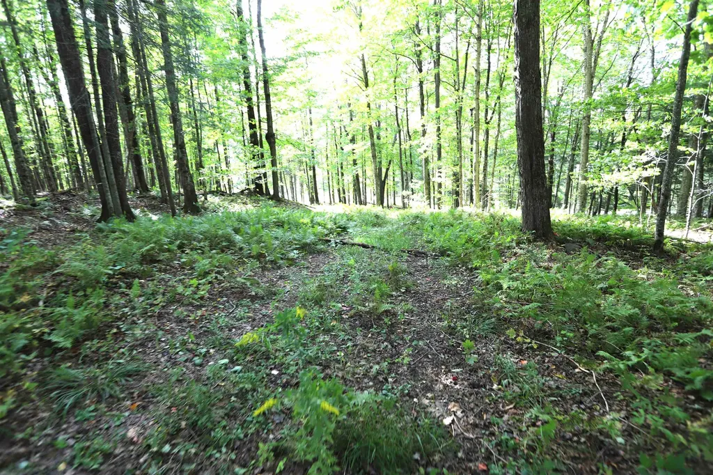 0 Hayward Hollow Morgan VT 05853