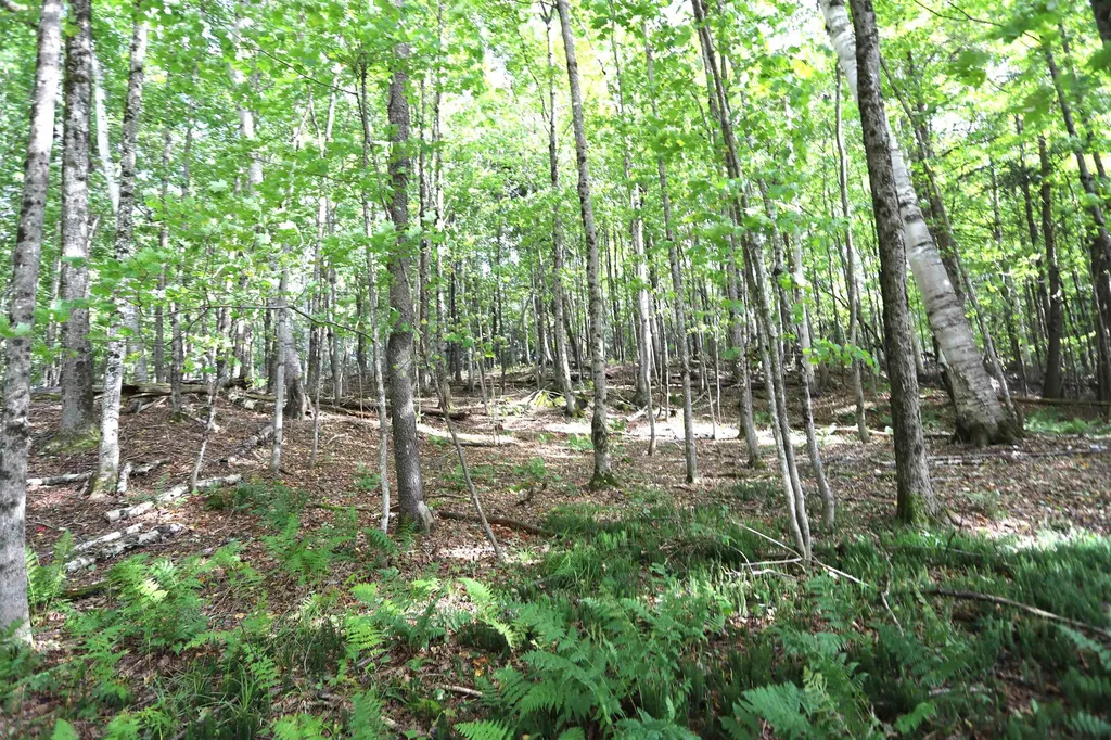 0 Hayward Hollow Morgan VT 05853