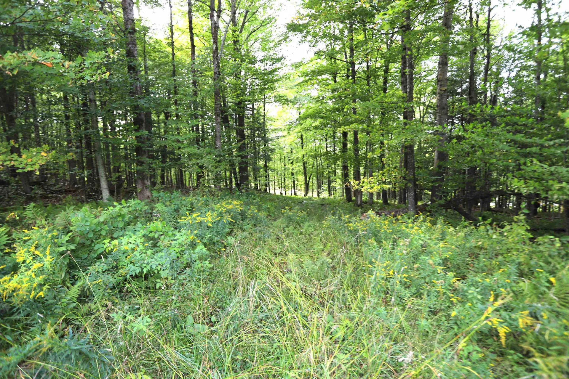 0 Hayward Hollow Morgan VT 05853