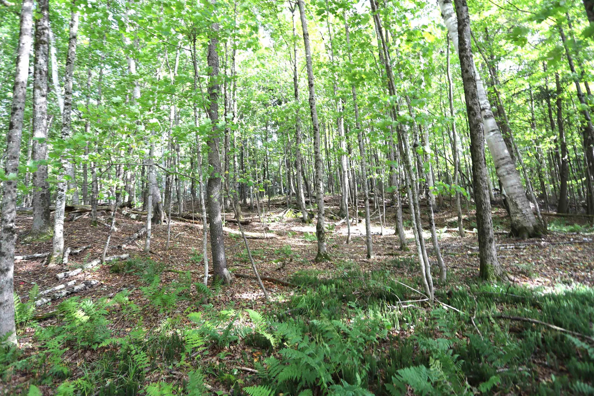 0 Hayward Hollow Morgan VT 05853